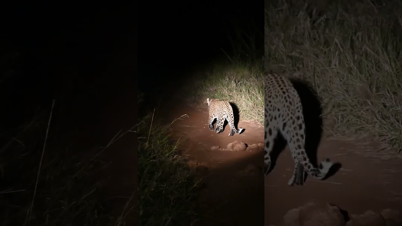 Night patrol of a lepard 