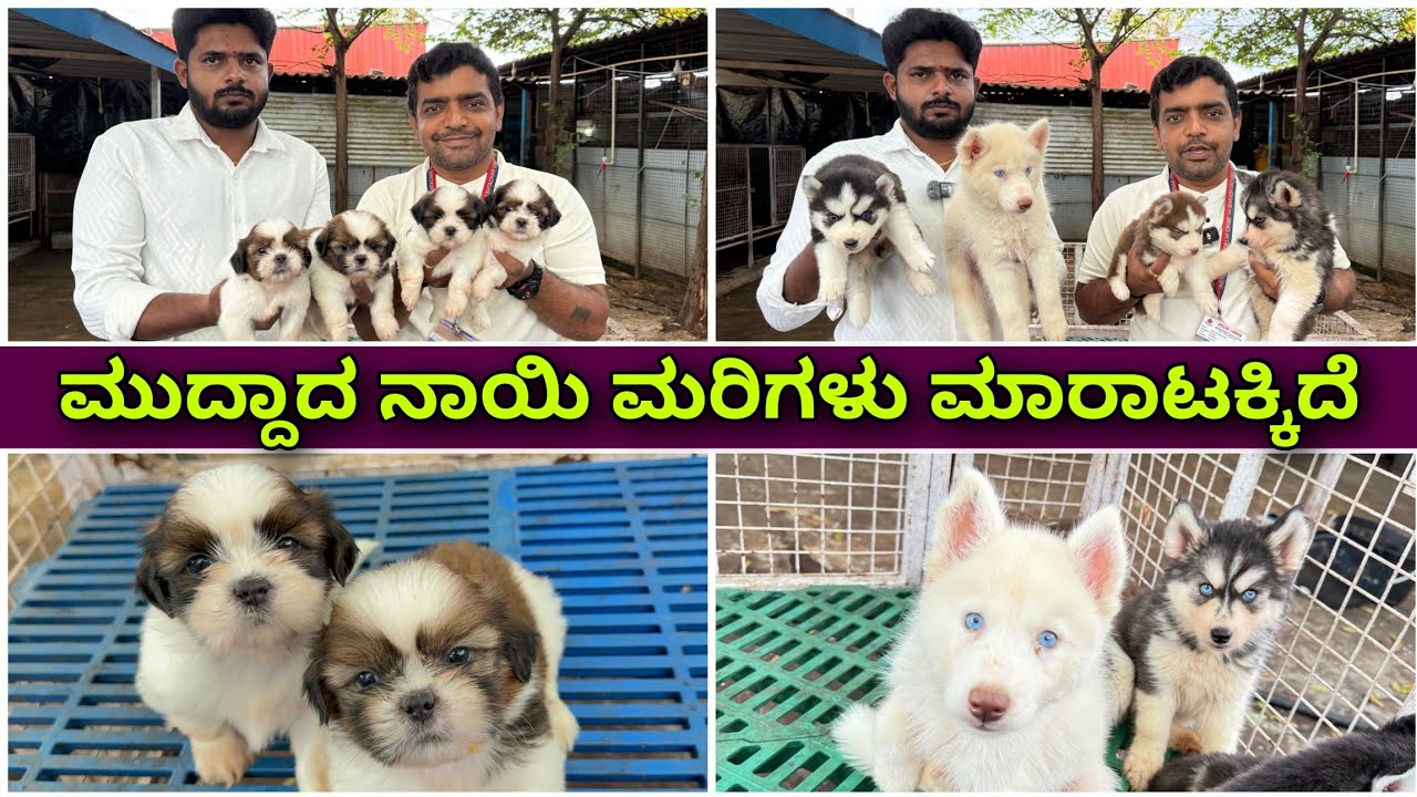 ಎಲ್ಲಾ ತಳಿ ಲಭ್ಯ | puppies for sale, puppies for sale in bangalore, husky, golden retriever & shihtzu