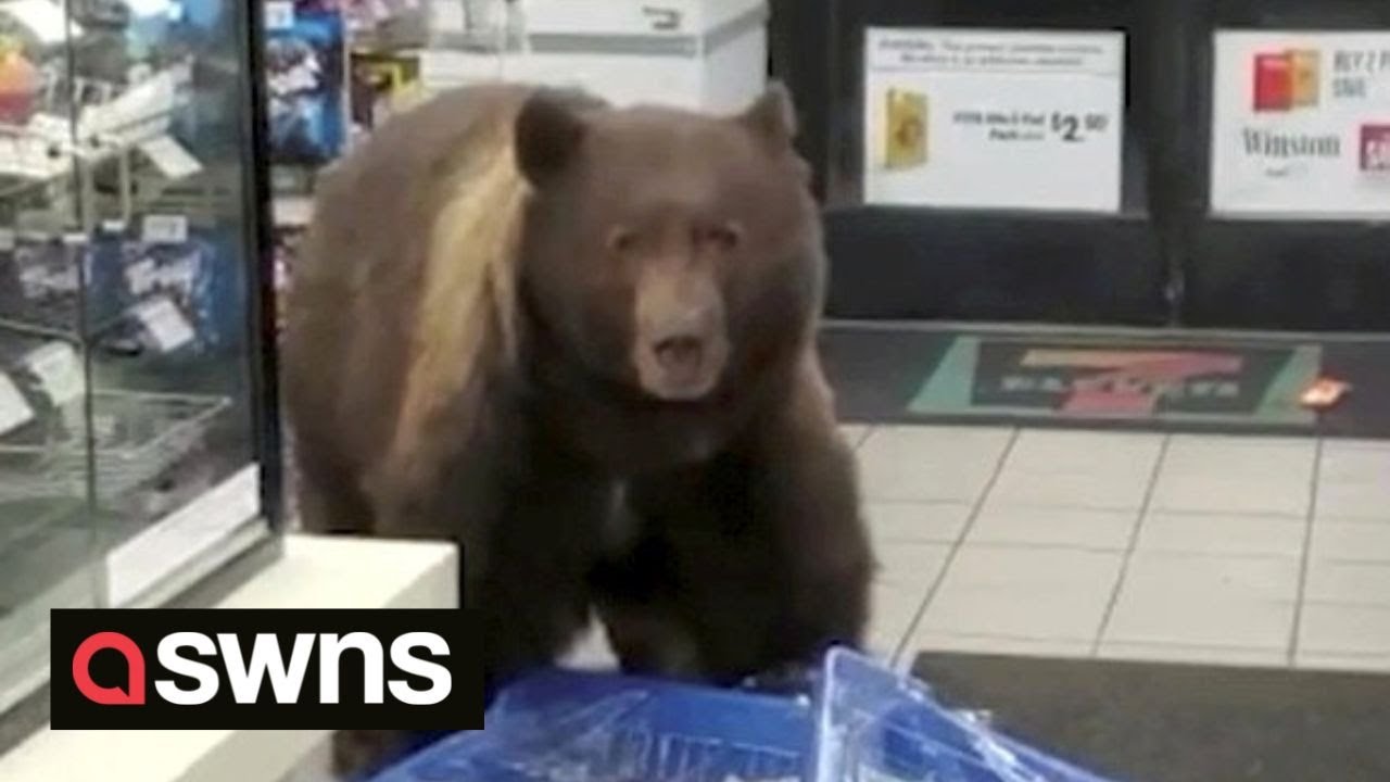 Огромный бурый медведь зашёл в магазин 7-Eleven и угостился шоколадными батончиками 🐻 | SWNS
