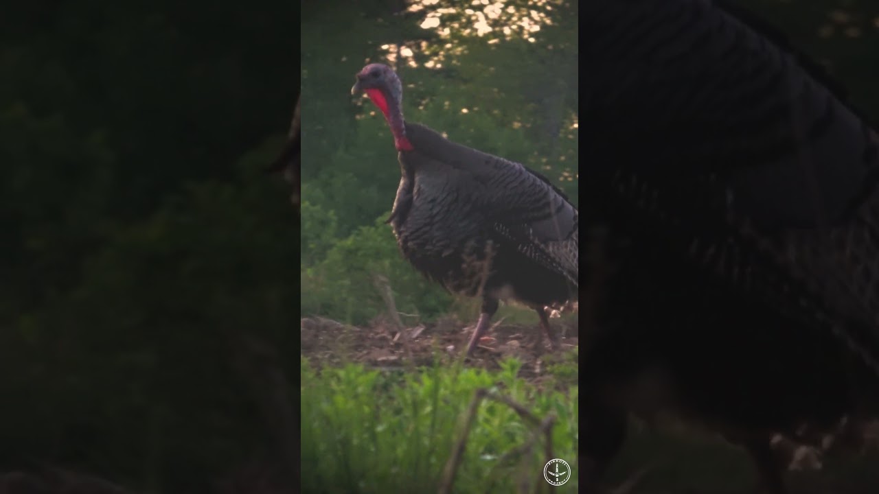 LITTLE FELLA, BIG VOICE | HARD GOBBLING TURKEYS | HUNT LINKED!