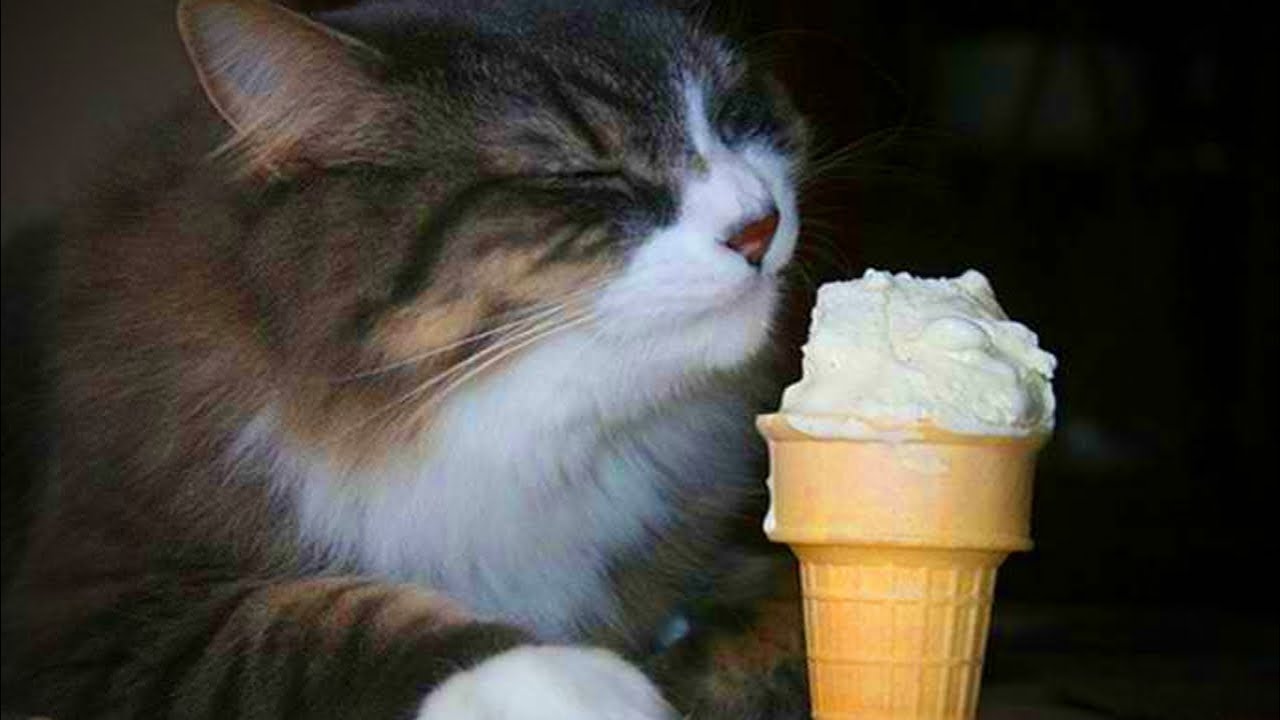 Funny Cats 😻😹 Cute and Furry Cats(Full) [Funny Pets]
