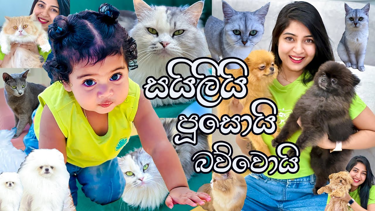 This is for cat & dog lovers , බව්වොයි පූසොයි එක්ක හවස් වරුවක් 🐶🐱👨‍👩‍👧 Cat & Dog Cafe In South Korea