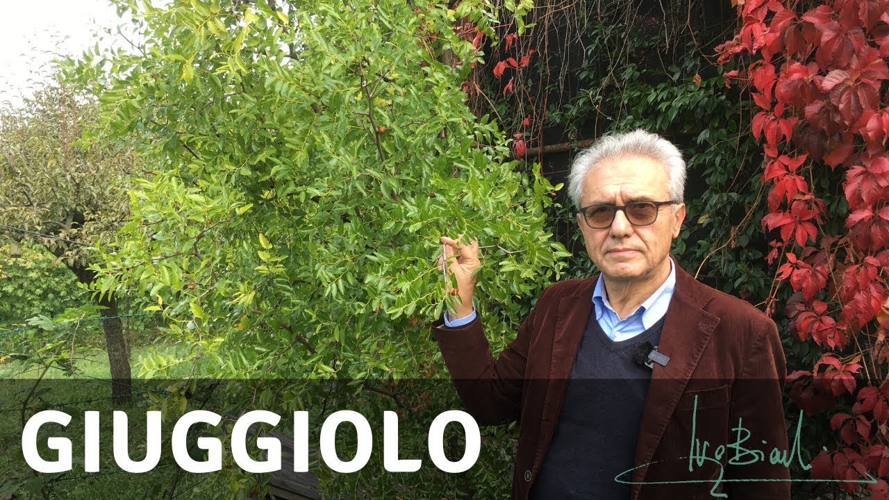 Giuggiolo per un infuso di serenità
