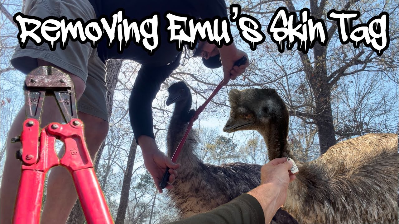 Removing Rescue Emu’s Skin Tag