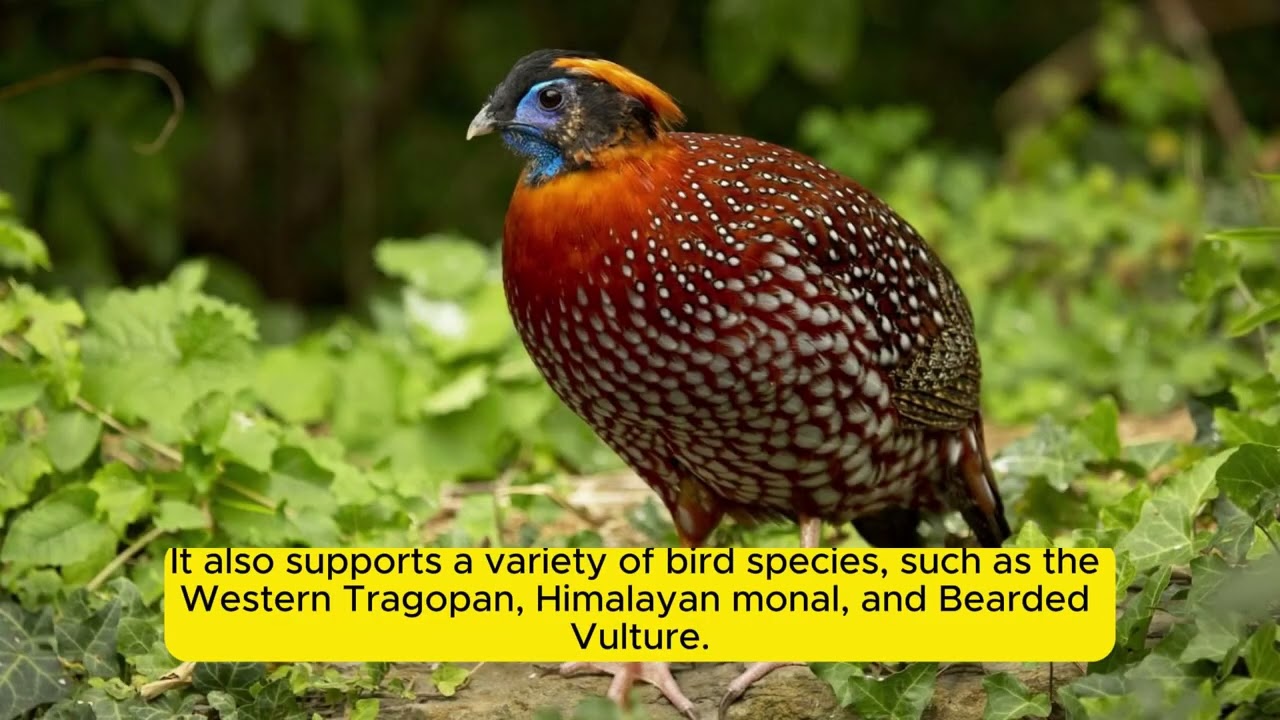 Preserving Himalayan Biodiversity: The Greater Himalayan National Park Conservation Area