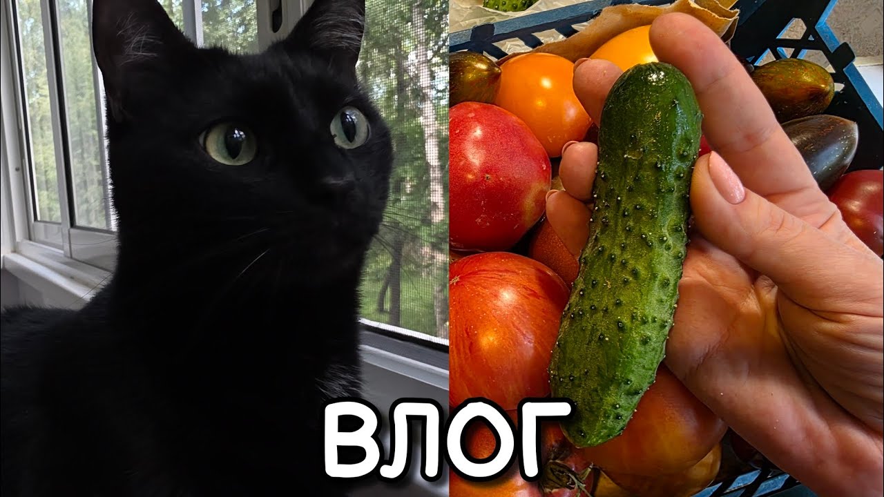 АСМР влог, консервация, здоровье 😍 тихий голос 😴