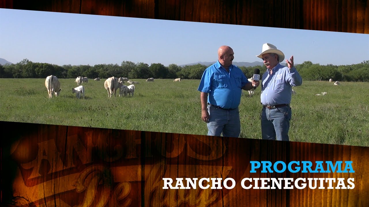 CHAROLAIS Rancho CIENEGUITAS