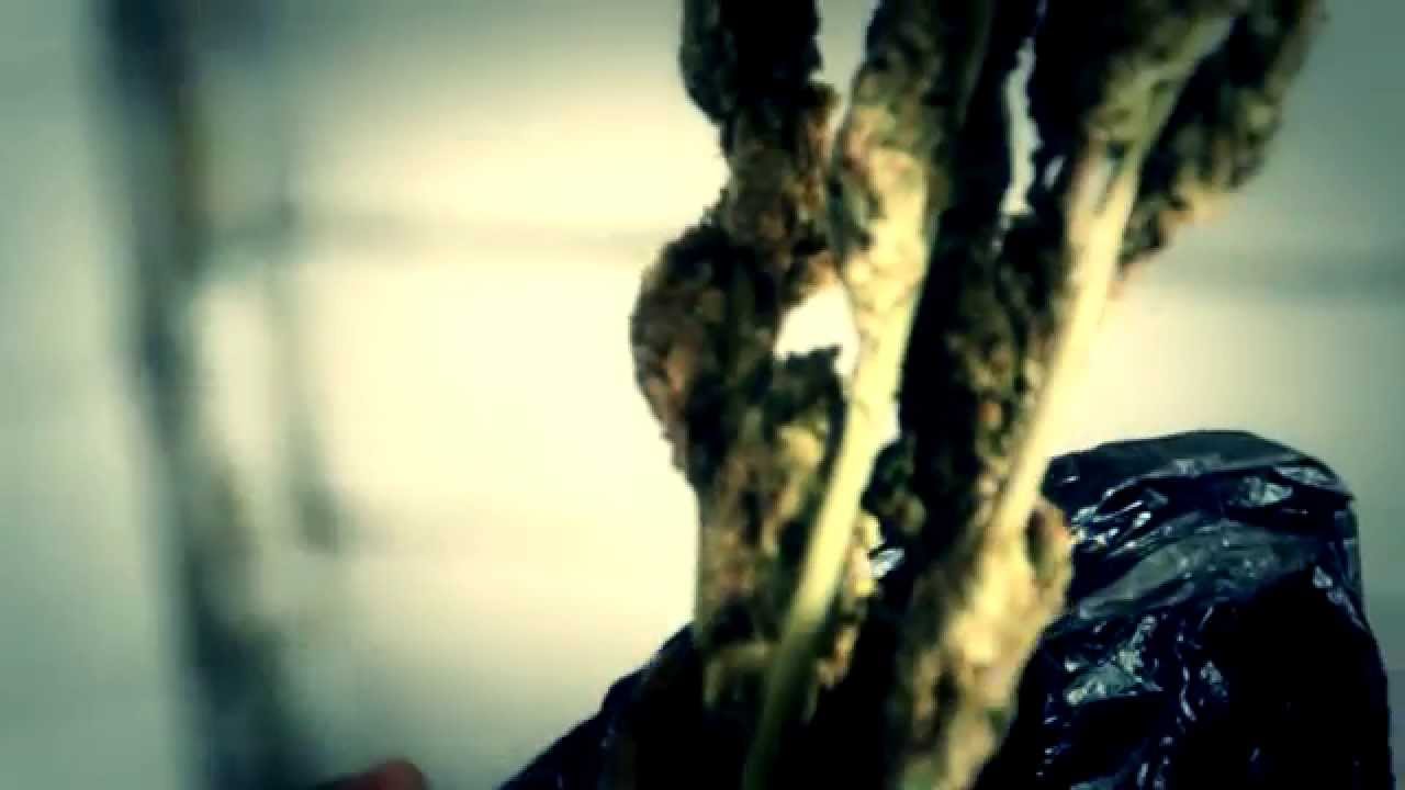 BMAYZEE - Pothead Pride [Official Music Video 2014]