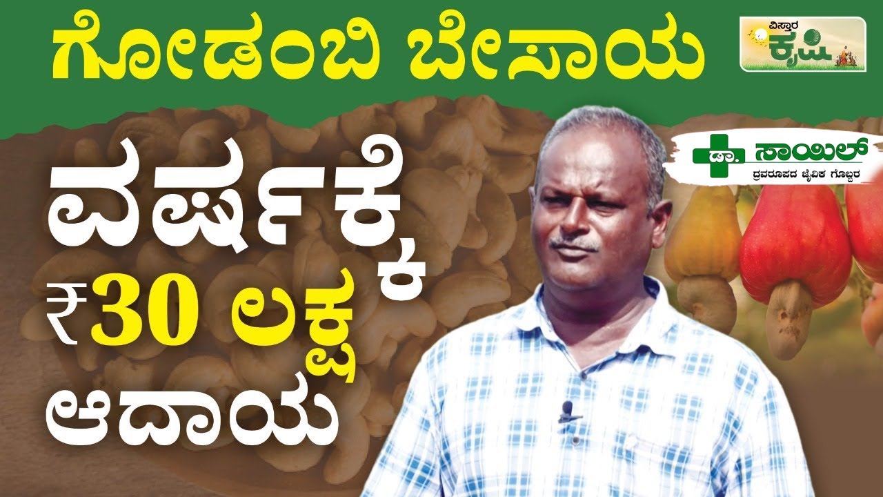 ಗೋಡಂಬಿ ಬೇಸಾಯ | ವರ್ಷಕ್ಕೆ 30 ಲಕ್ಷ ರೂ. ಆದಾಯ | Cashew Nut Farming |  Vistara Krishi