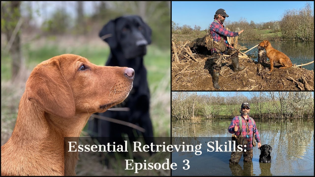Labrador Retriever | Essential Training Skills Episode 3
