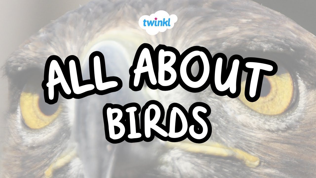 All About Birds | Fun Facts About Birds | Twinkl USA