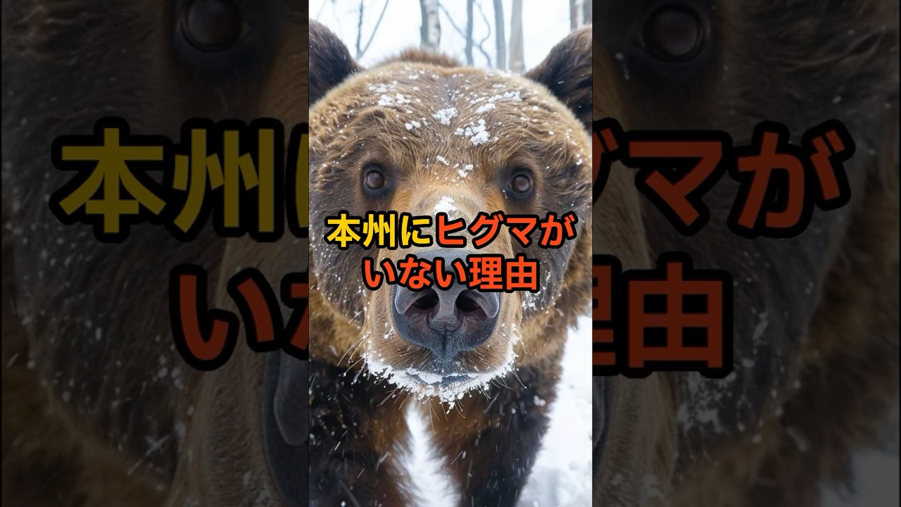 本州にヒグマが いない理由＃104 #shorts #ヒグマ #ツキノワグマ #動物ヤバすぎ図鑑 #野生動物 #生存戦略 #動物雑学 #shorts #熊