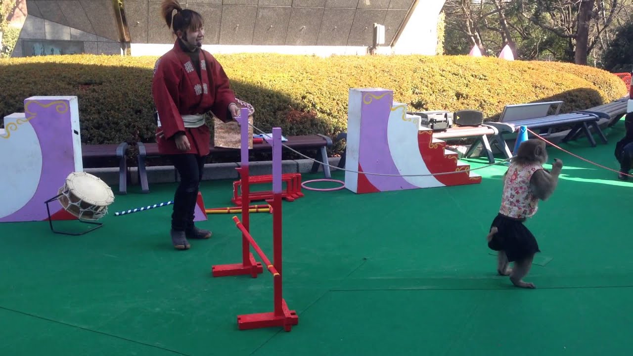 東京タワーで猿回し　えみたけお