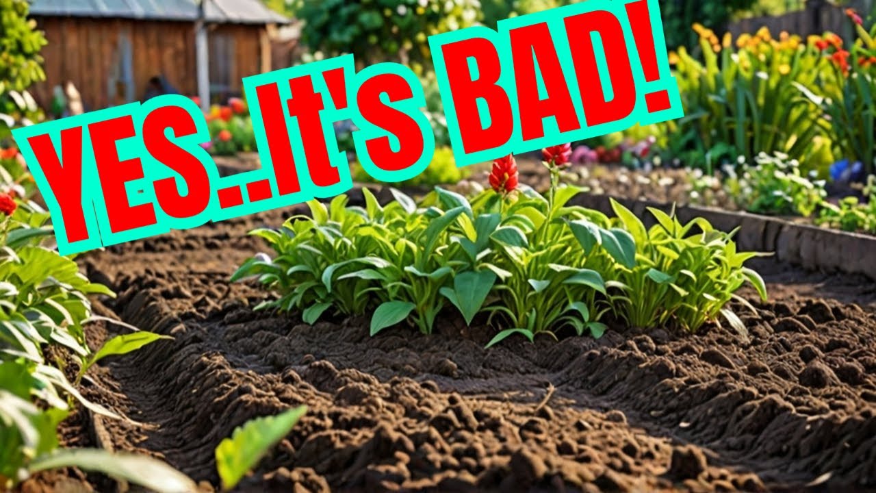 What Are the LIMITS of Using Chicken Manure in Your Garden