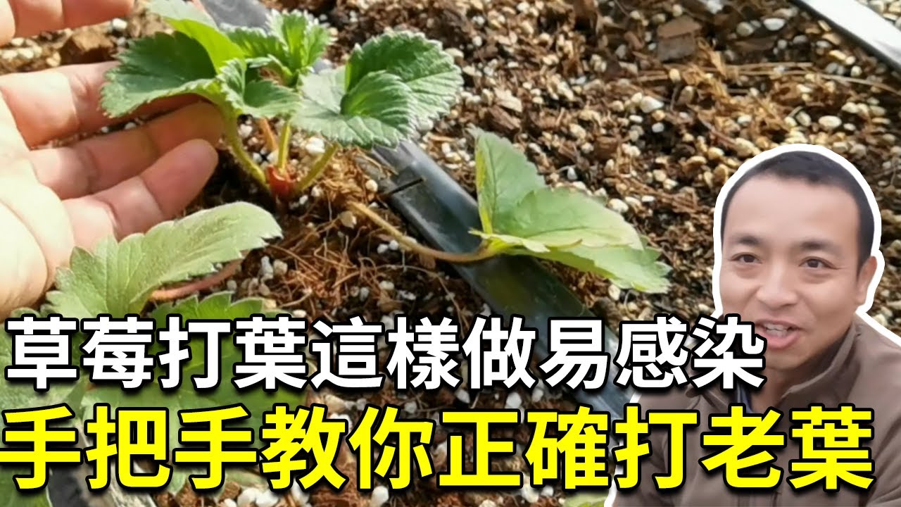 草莓如何打老叶？3点事项需注意，手把手带你正确打老叶【手艺人飞羽】