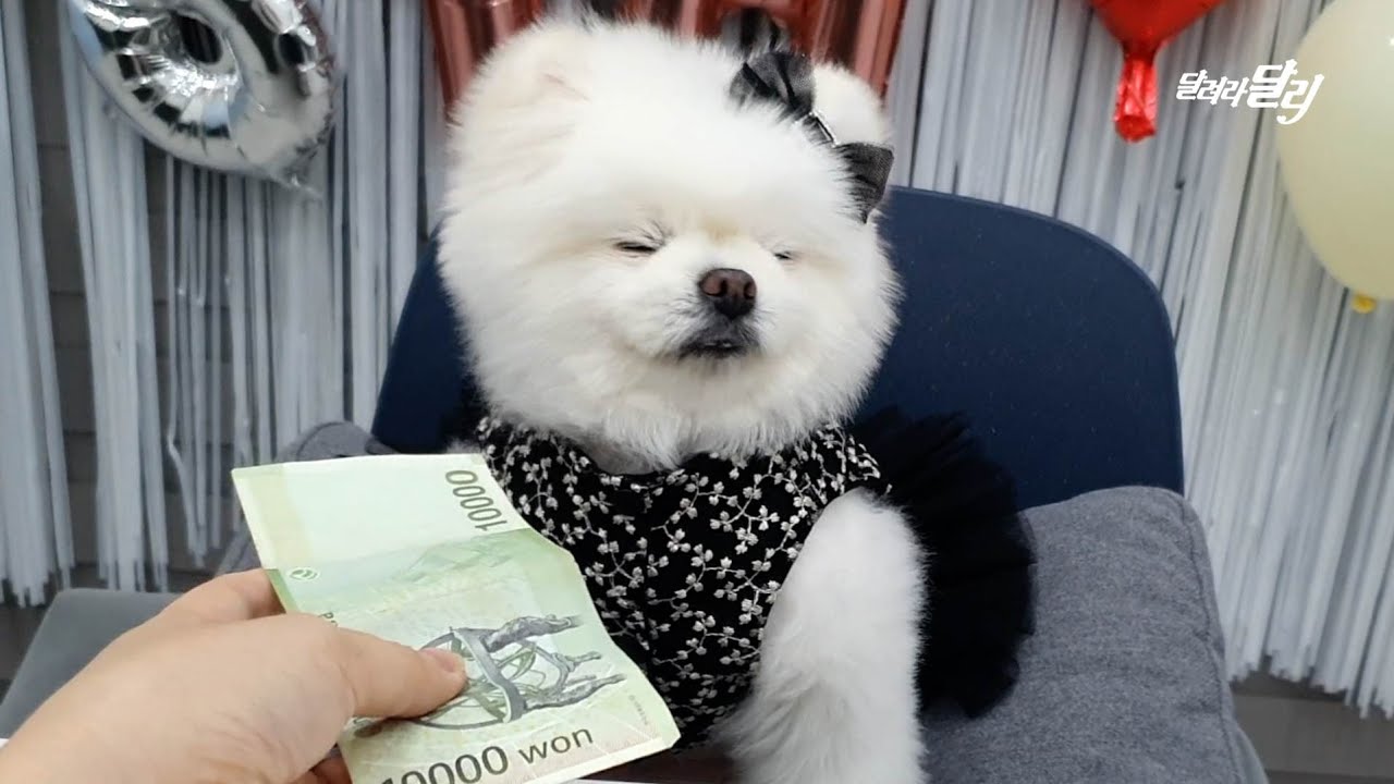 생일선물별 달리의 솔직한 반응 ㅋㅋㅋ