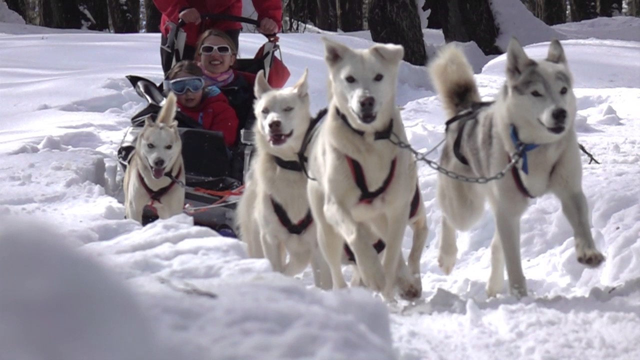 Trineos en la nieve, con perros Alaskan y Siberian Huskies