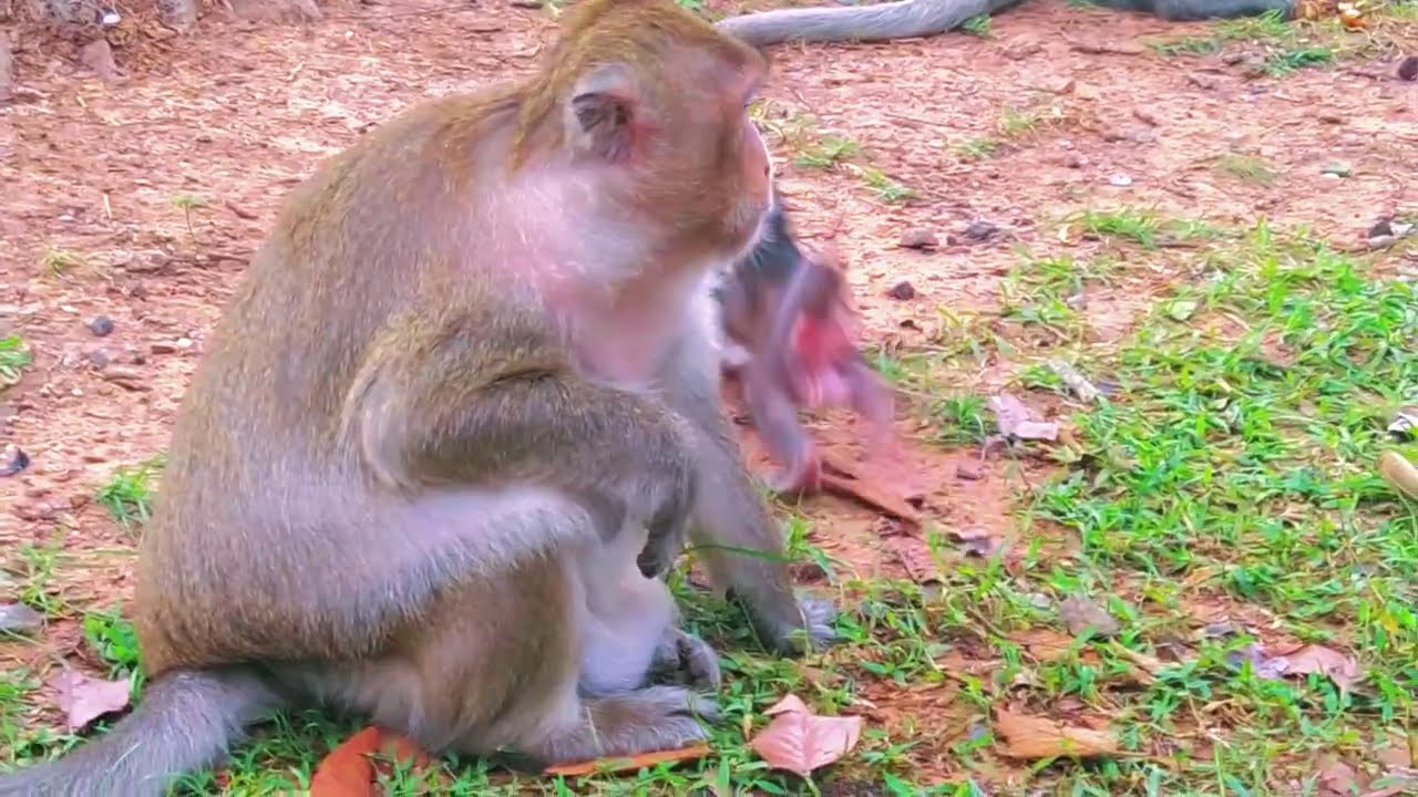 Exploring Life with an Adorable Baby Monkey.@monkeyscorner