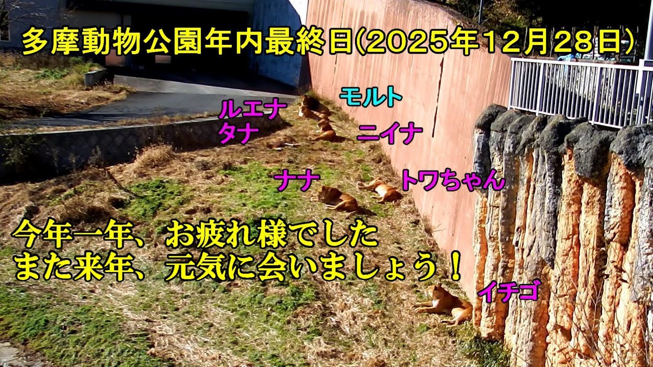 ２０２５年最終日(１２月２８日)　今年も頑張ったプライドメンバーたち　Lion (ライオン)　多摩動物公園