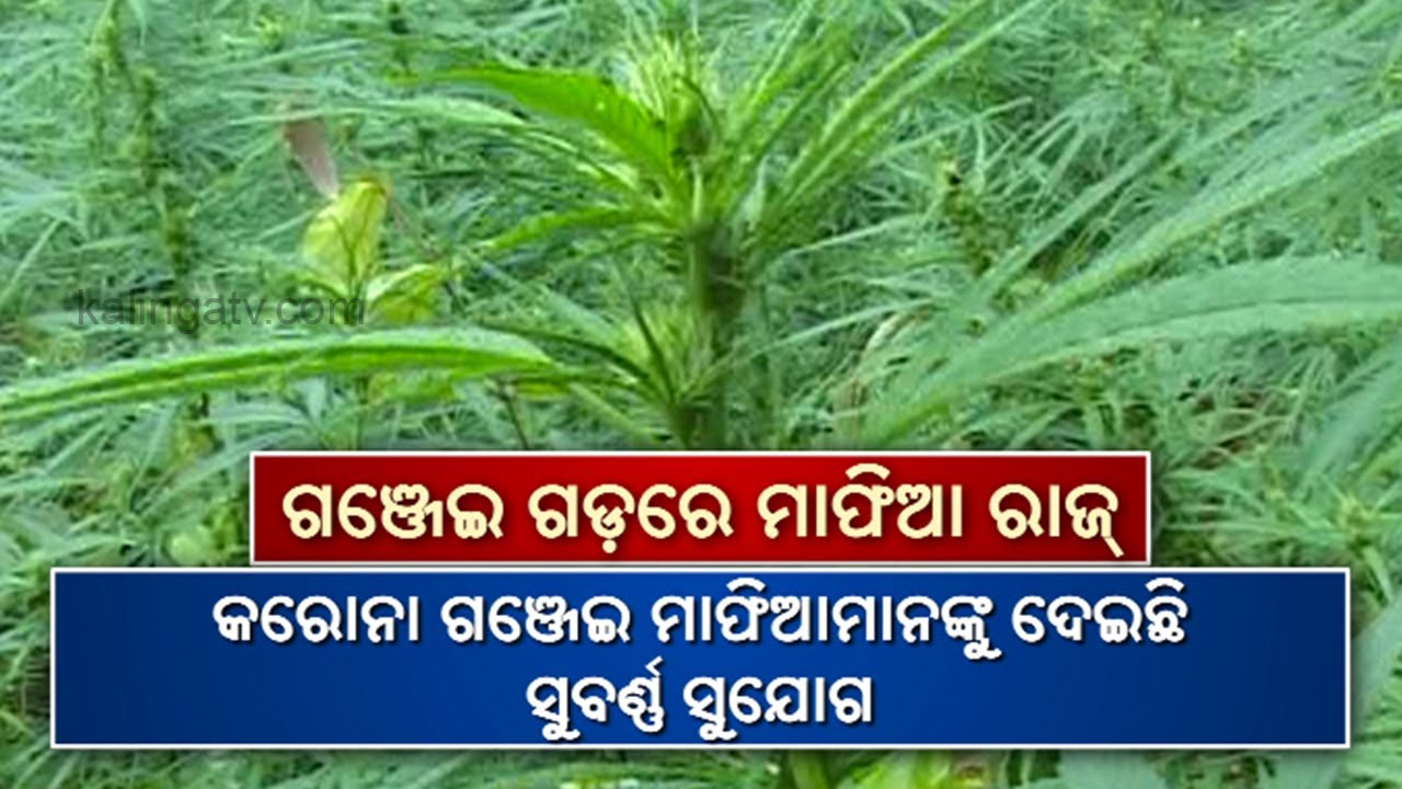 Reporter Special: Ganja Farming In Kantamal Of Boudh Dist || KalingaTV