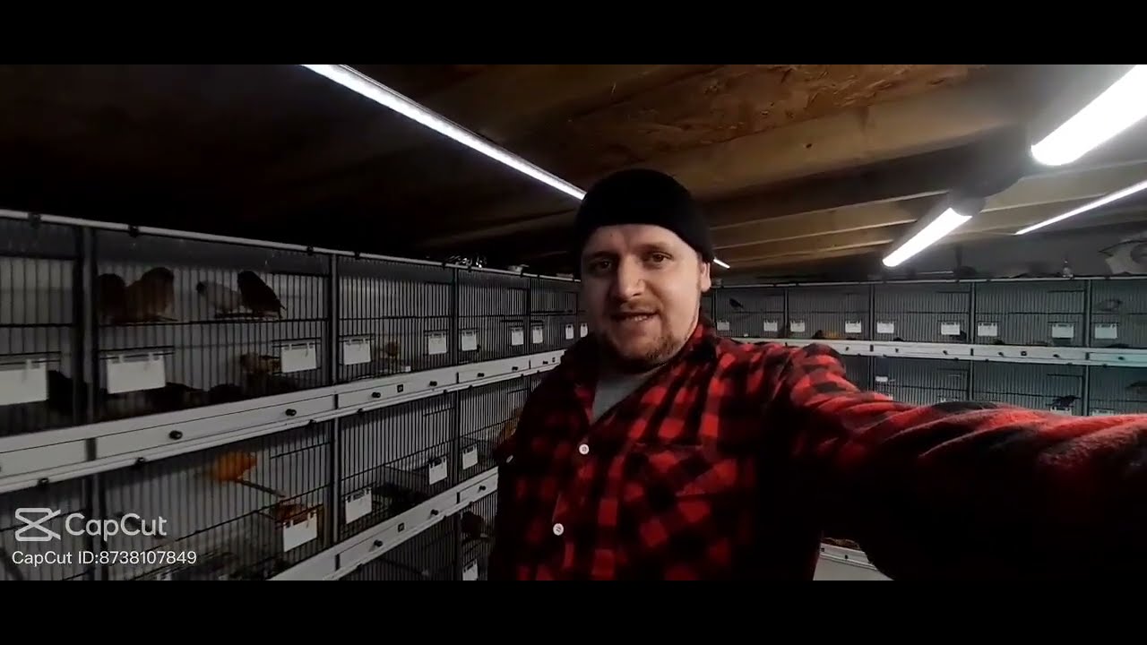 WELCOME BCK HERES A LOOK AT MY NORWICH  NATIVES HYBRIDS.. CONDITIONING STARTS  AT S&S #shortfilm