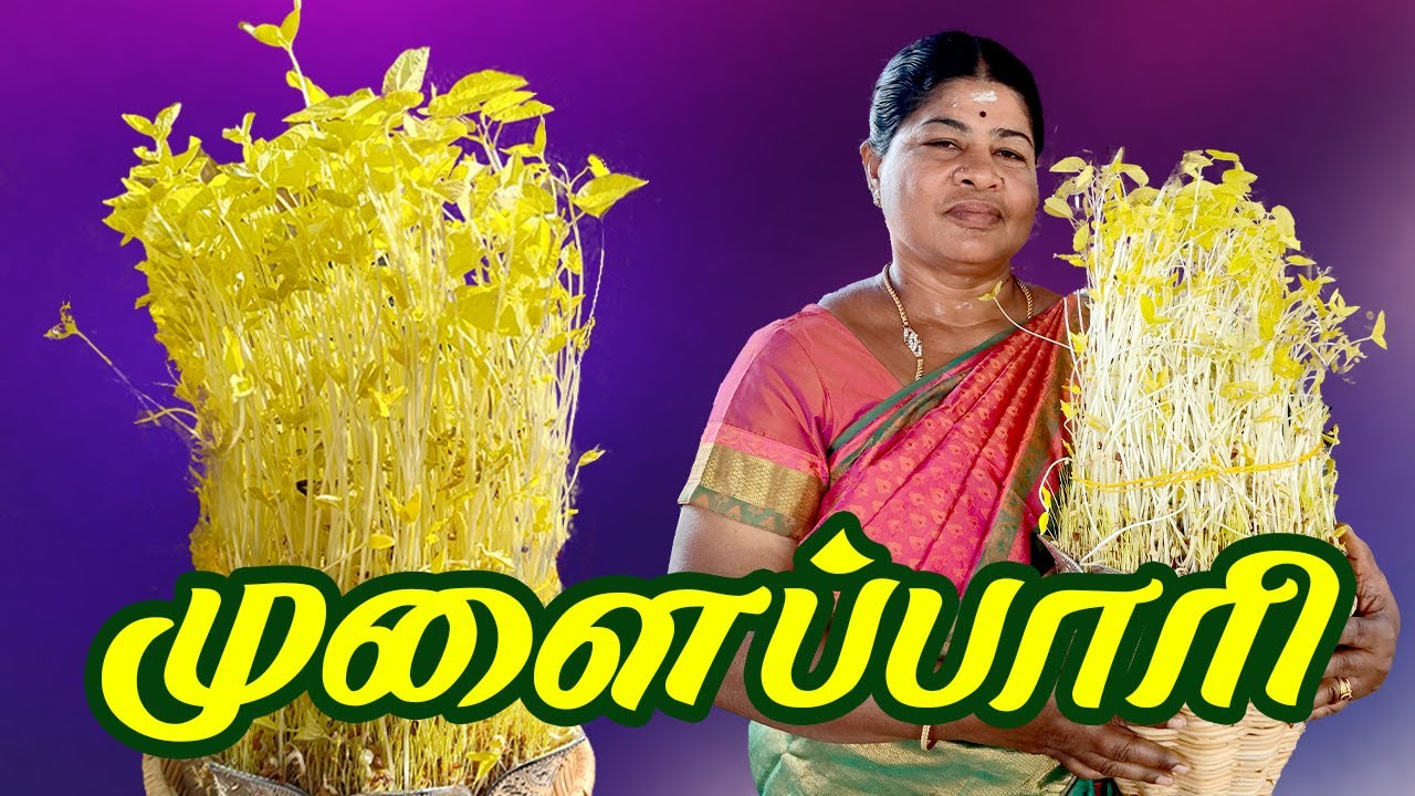 சுலபமாக  முளைப்பாரி போடுவது எப்படி ? How to grow mulaipari at Home ? Mulaipaari in Tamil