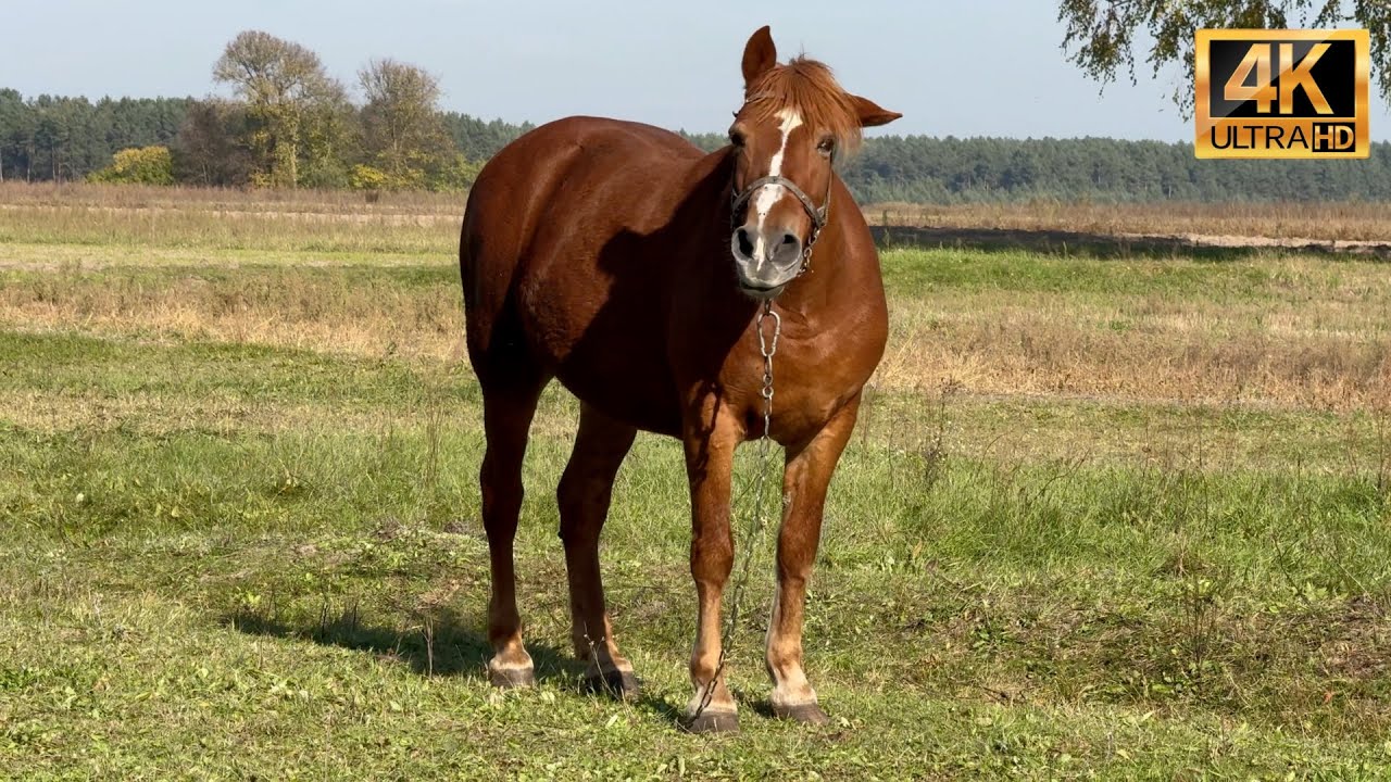 Village Life - Horses and Relaxing Piano Music
