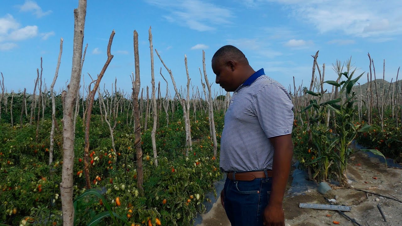 Cuanta agricultura en Palmar de Azua, La vida del Campo