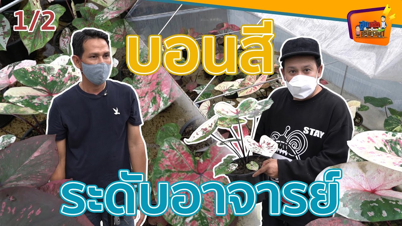 บอนสีระดับอาจารย์ - สูงเตี้ยเรี่ยดิน EP.93 1/2