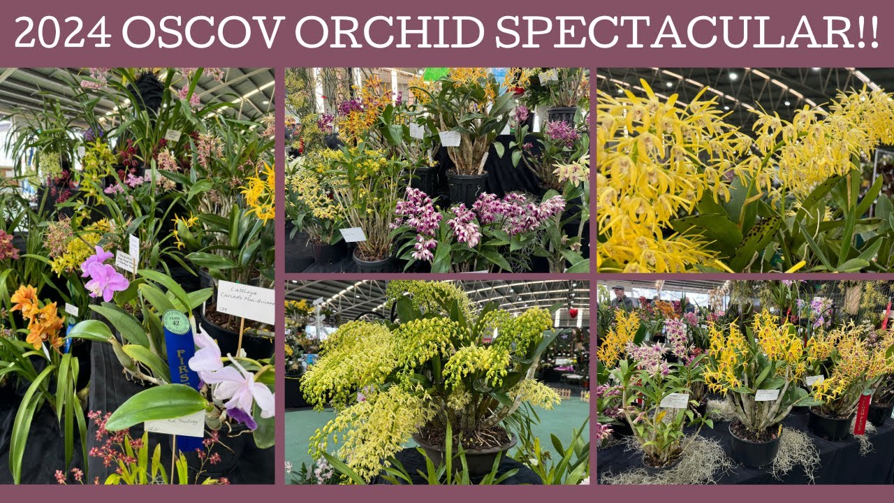 The 2024 OSCOV Melbourne Orchid Spectacular!!