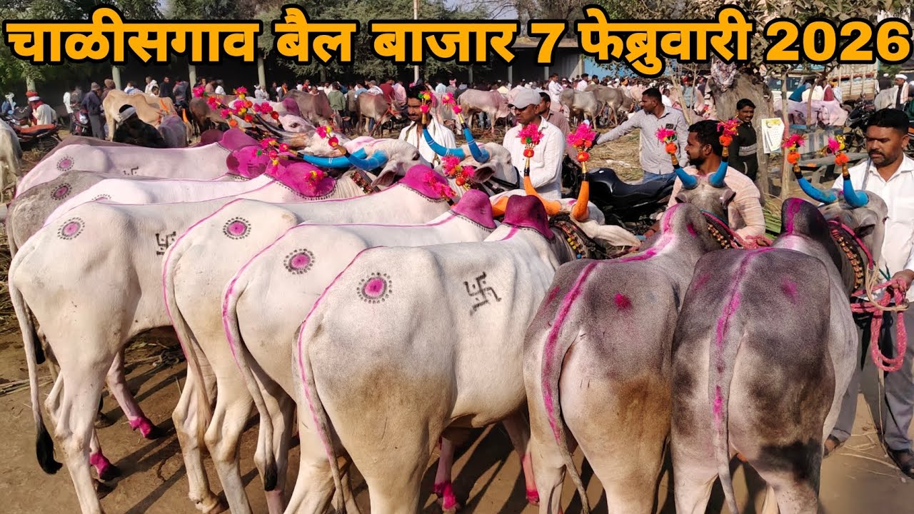 छोटू शेठ यांच्या दावणीला खतरनाक जोड्या | chalisgaon bail bazar 7 February 2026 