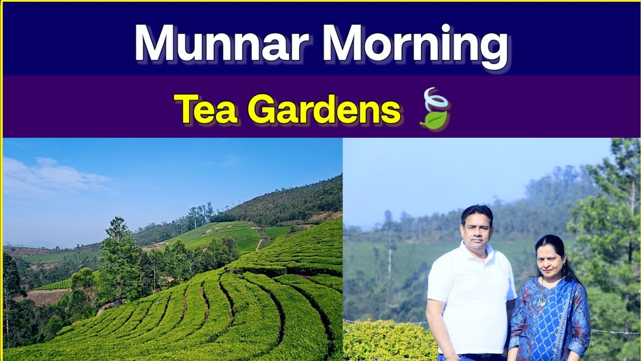 Munnar Morning Magic 😍 | Tea Gardens & Nature #munnar #kerala #godsowncountry #keralatourism #love