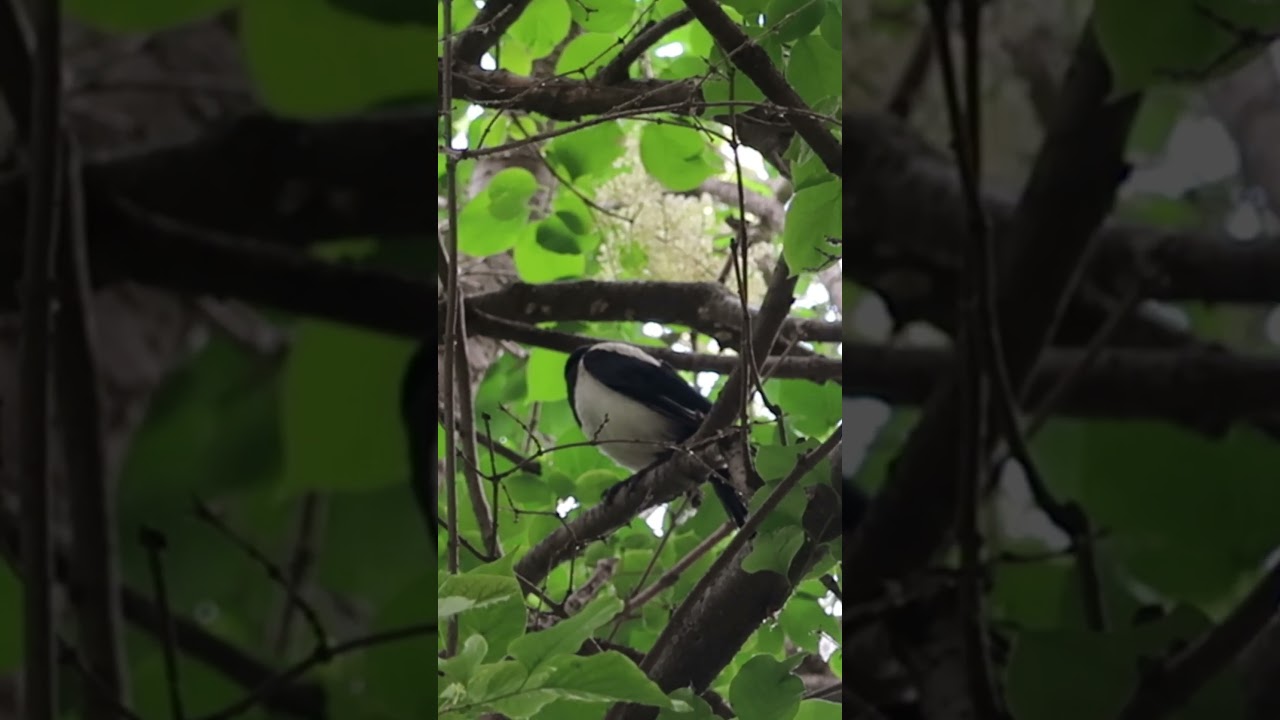 Beautiful magpie on a branch/Красивая сорока на ветке 
