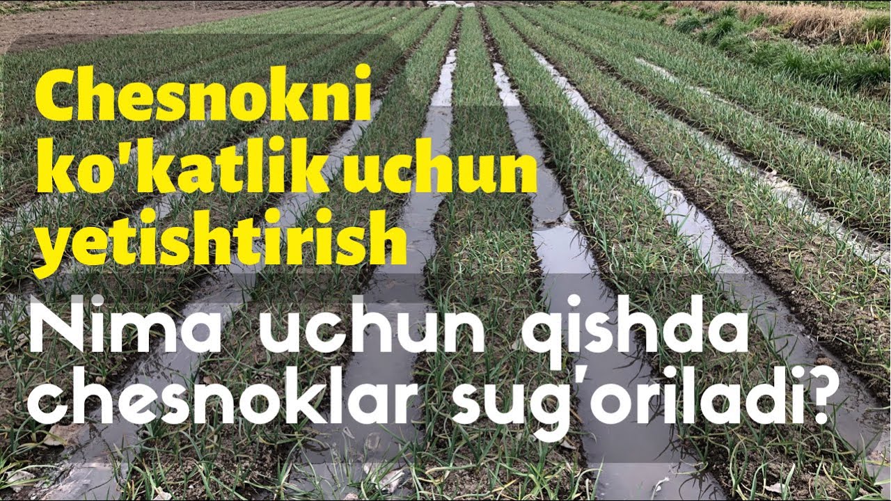 Qish kunida ochiq daladigi chesnoklarni nima uchun sugoriladi?  Chesnoklarni hozirgi holati