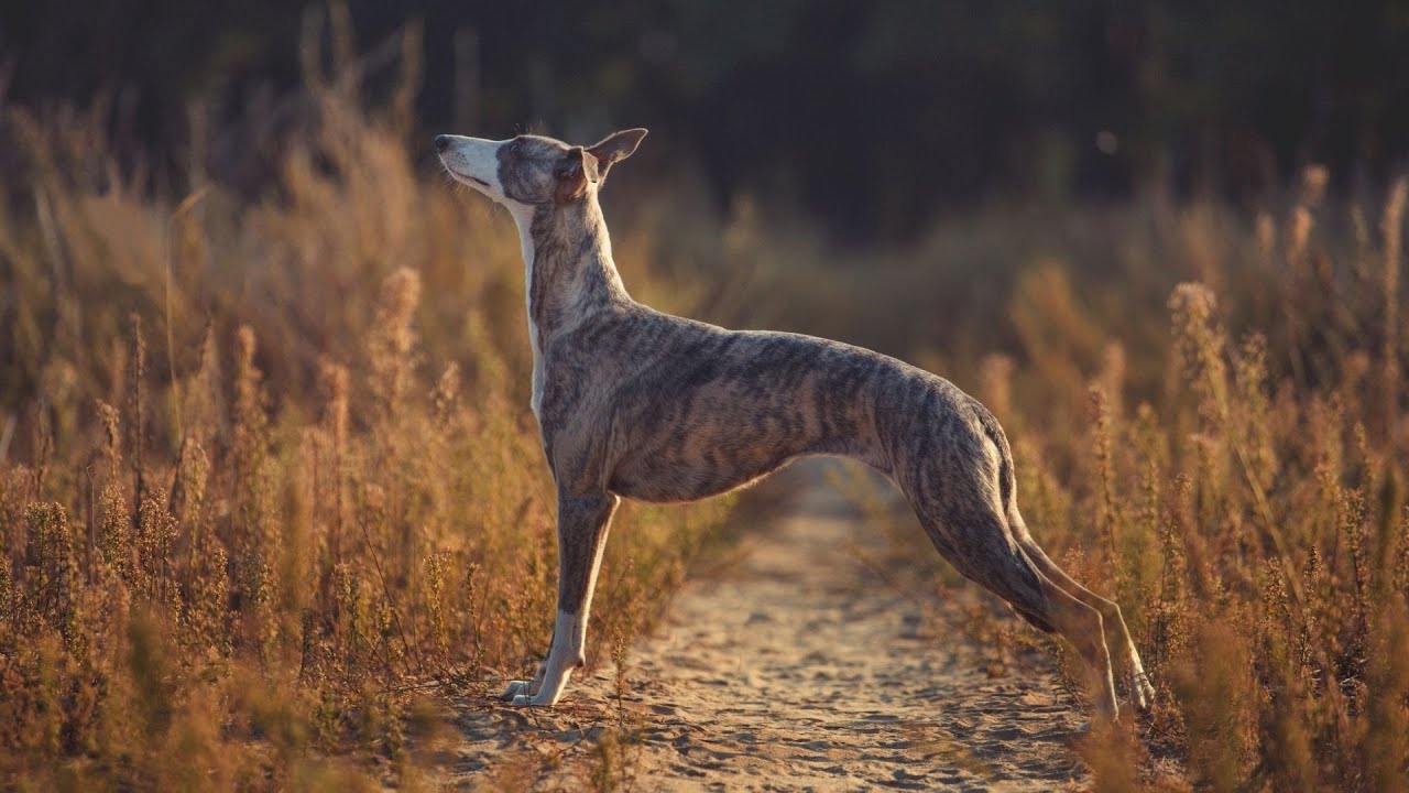 Exploring the Unique Coat Colors of Whippets