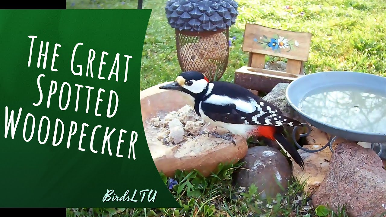 Feathered Friends: The Great Spotted Woodpecker / Didysis Margasis Genys
