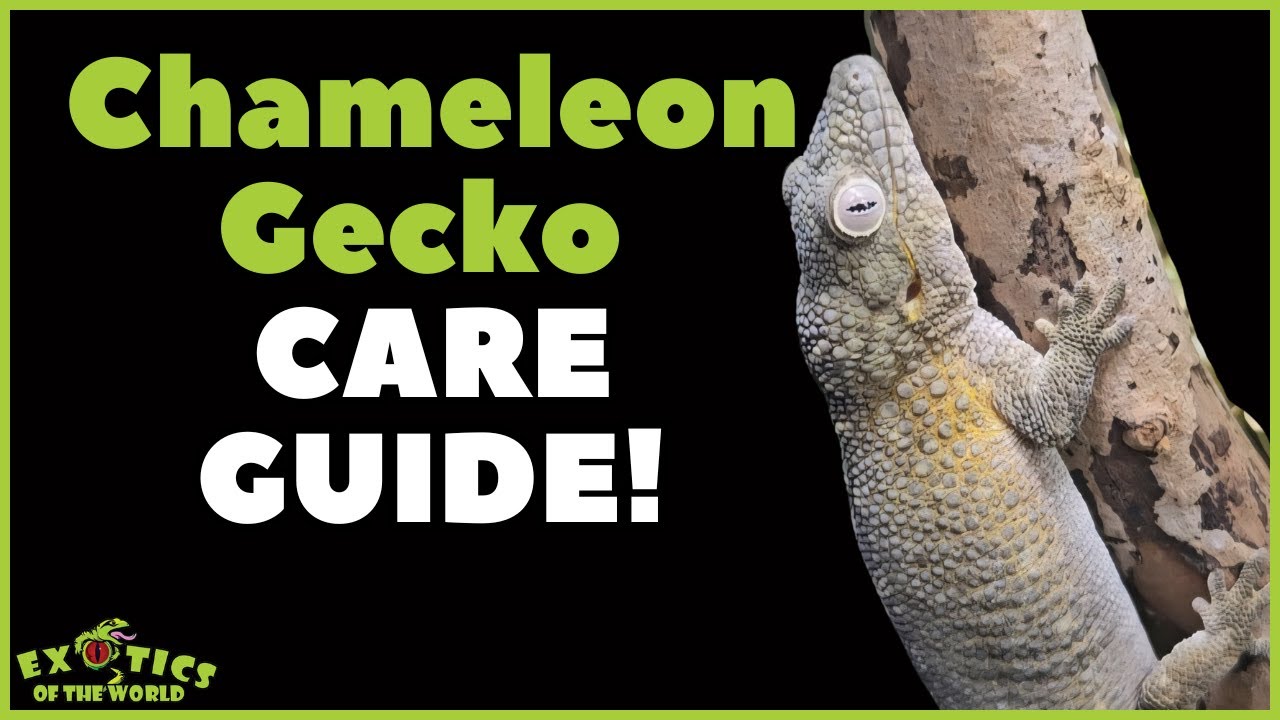 Bauer's Chameleon Gecko Care Guide - How To Care For Your Chameleon Gecko