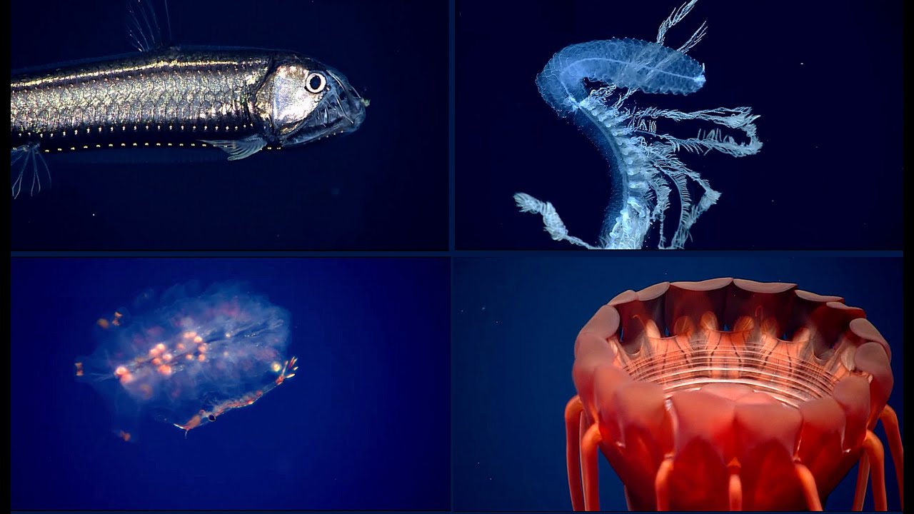 NOAA Okeanos Explorer  - Amazing animals of the Midwater!