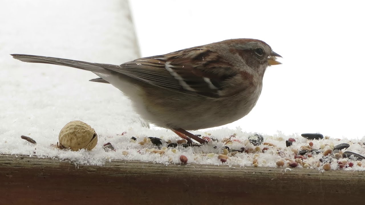 American Tree Sparrow Up Close