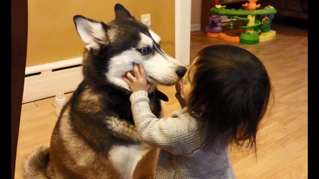 Baby Loves Siberian Husky Dog!