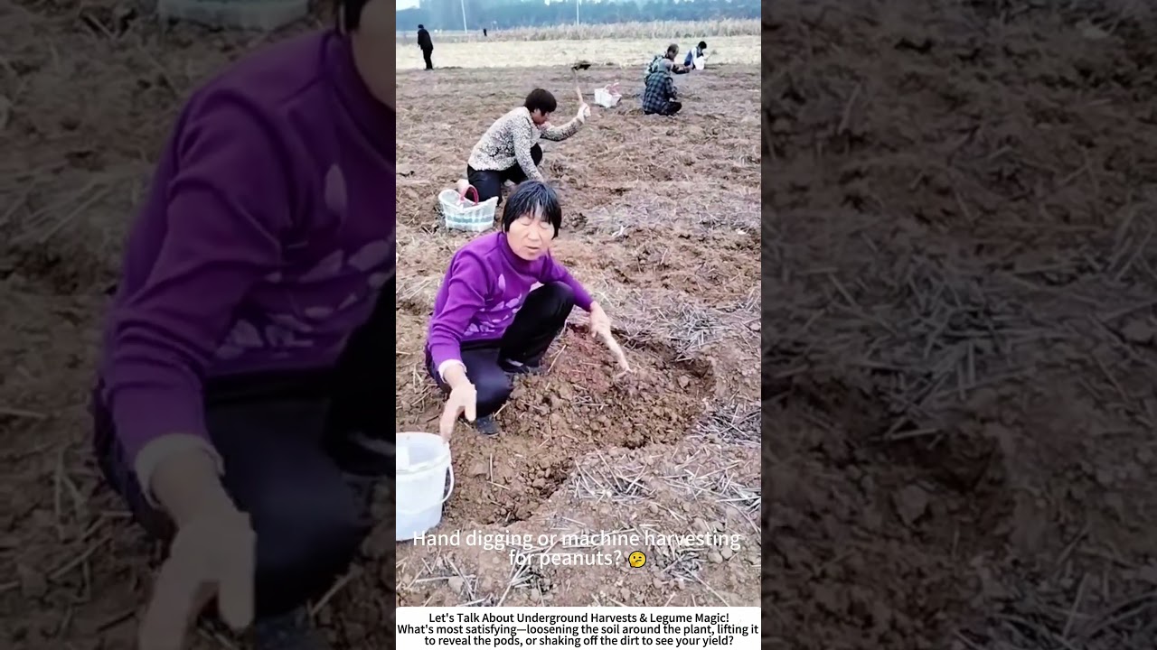 The Peanut Harvest: Digging Up Underground Legumes 🥜🌾