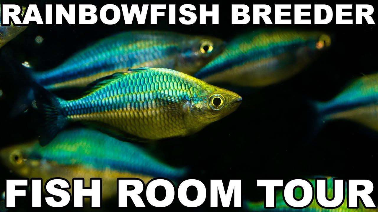 Rainbowfish Breeder Fish Room Tour (Gary Lange, Betta Breeding, and more!)