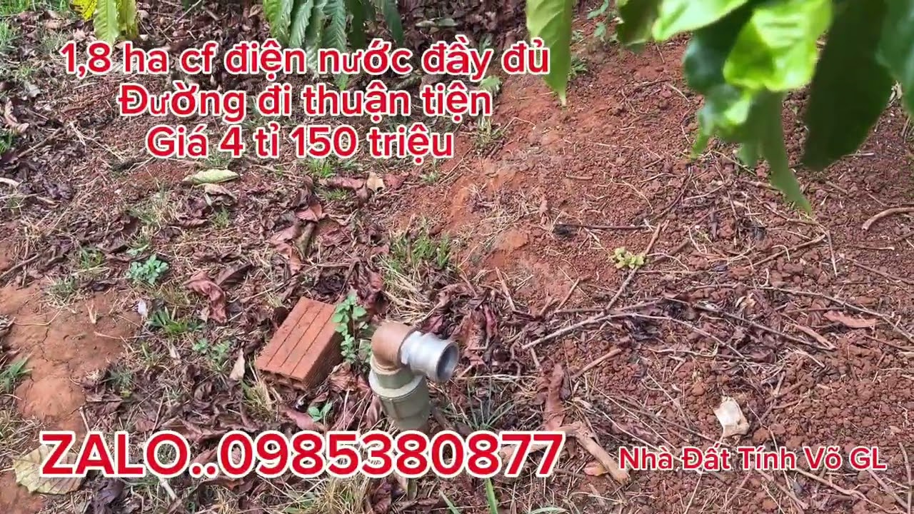 2000 cây cf 100 cây sr điện nước nhà rẫy đầy đủ giá chào bán 4 tỉ 150 triệu Nhà Đất Tính Võ GL 