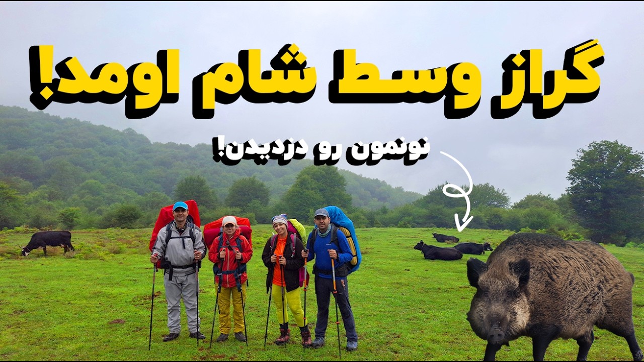 سفر به جنگل الیمستان | از گرازهای شبانه تا گاوهایی که صبحانه‌مون رو خوردن!