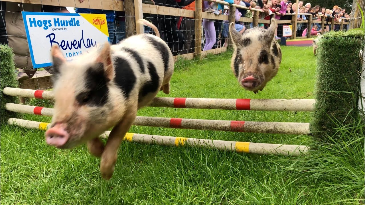 Pennywell Farm | Buckfastleigh | Devon - A fun filled family day out at the farm with Pig Racing!