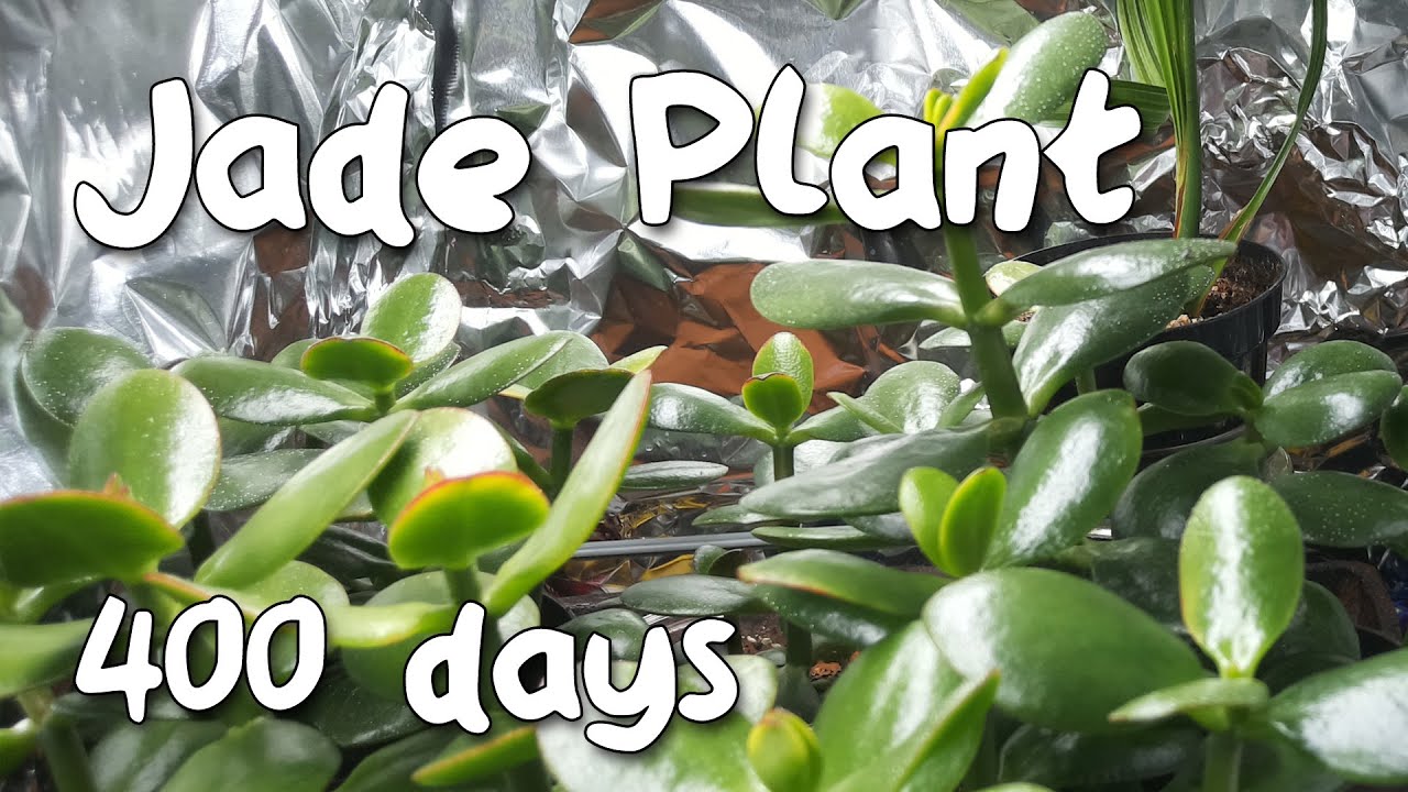 Jade Plant Time Lapse - 1 Year