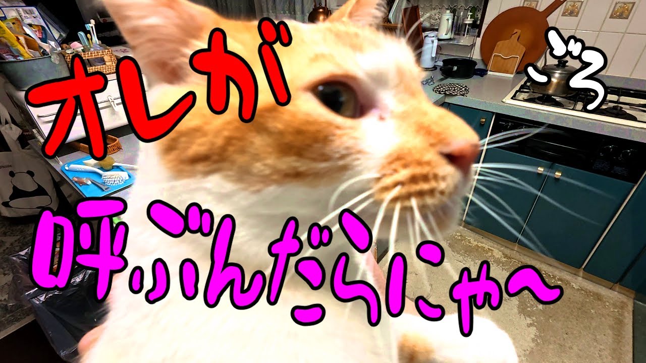 オレが、呼んだらにゃ～、ごろ