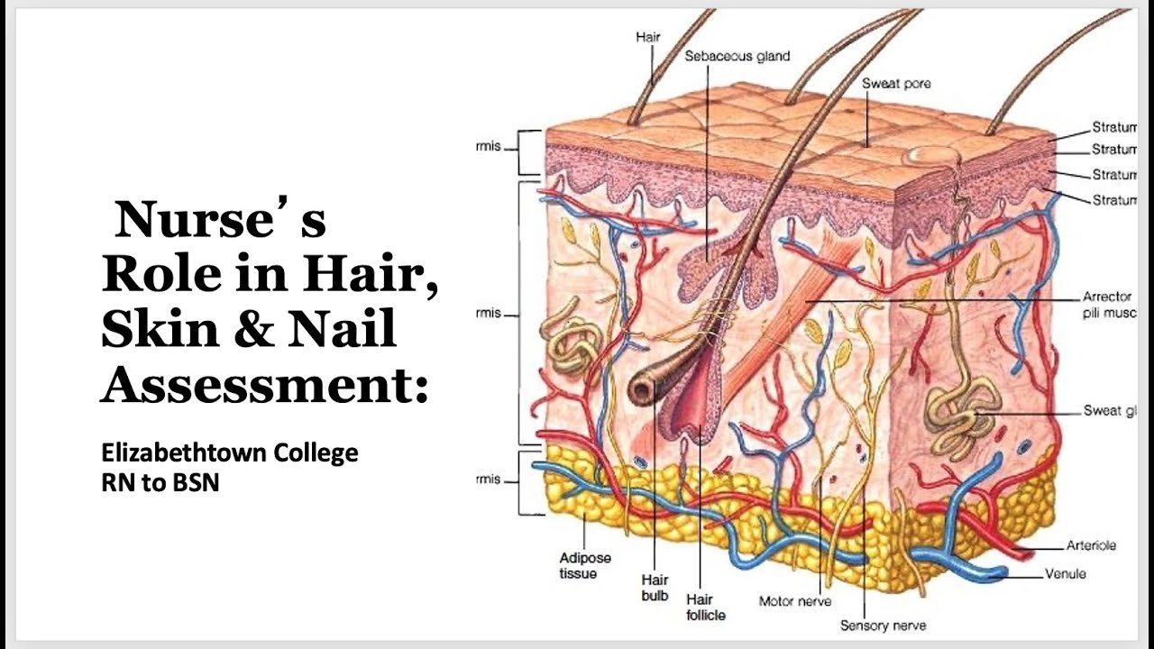 310 Lesson 4: Hair, Skin, and Nail Assessment