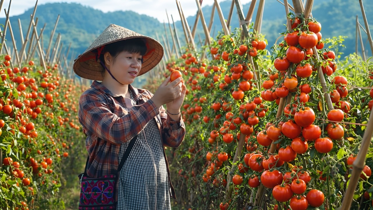 Harvesting tomatoes to sell - Delicious tomato-based dishes enjoyed with dad, rural life