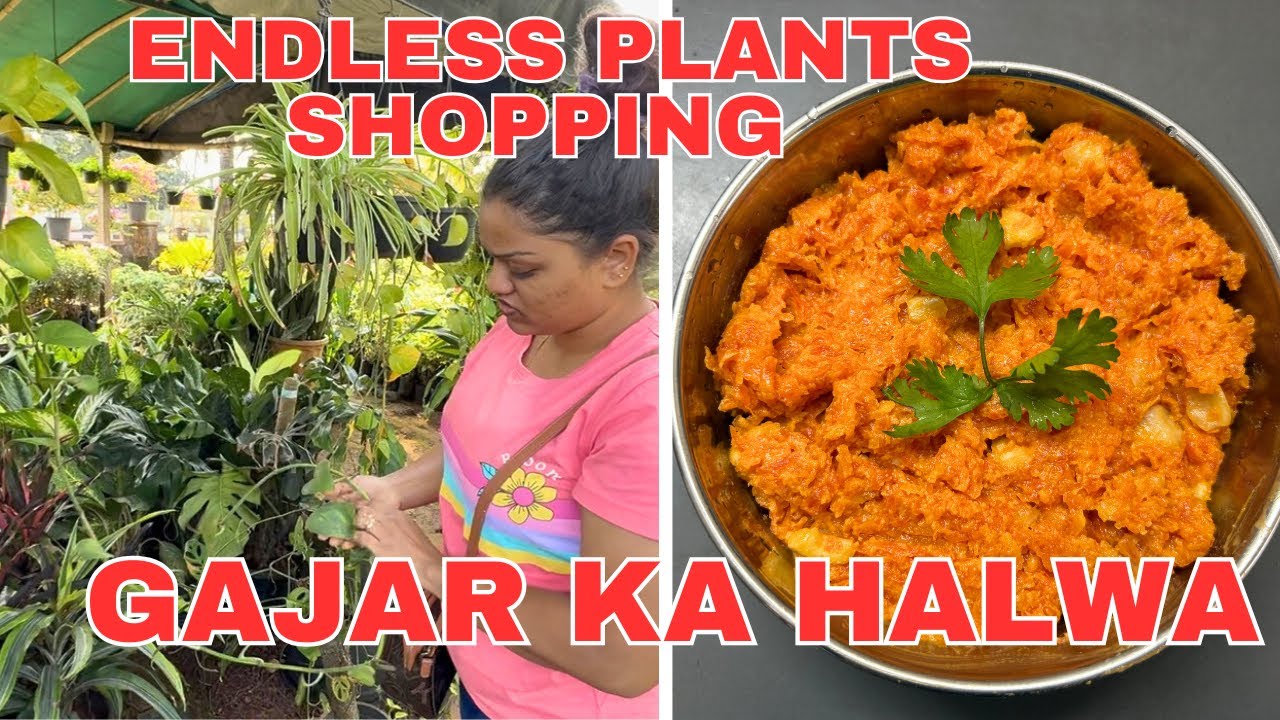 GAJAR KA HALWA RECIPE 😋 AND ENDLESS PLANTS SHOPPING 🌱 🪴 || Konkani vlog ||